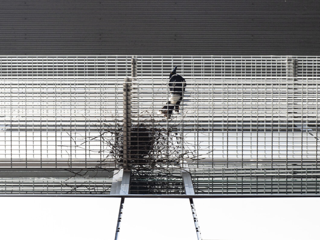 Bowenyang Detail Spring Griffithuniversity