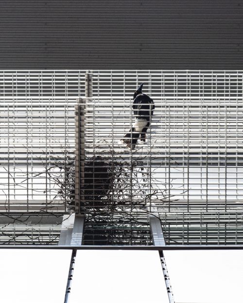 Bowenyang Detail Spring Griffithuniversity